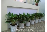 公司綠植租賃